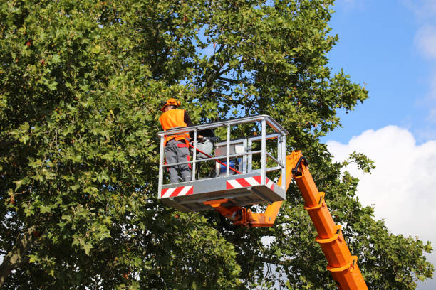 Tree Removal for Businesses in Fort Mohave, AZ